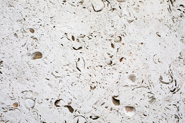 Shell rock limestone texture background. Natural stone background.