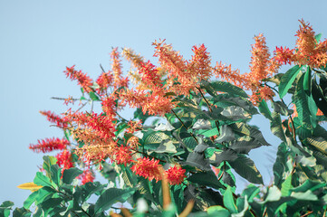 Beautiful flowers of Palozantos or Long John Ant tree (Triplaris Cummingiana Fisch) are blooming on tree in the tropical garden