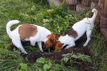 A couple of Jack Russell terriers digging a dog hole in backyard, outdoors. Dogs playing outdoors in the park
