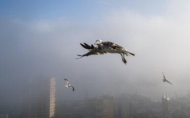 Flying seagulls over blue sky.