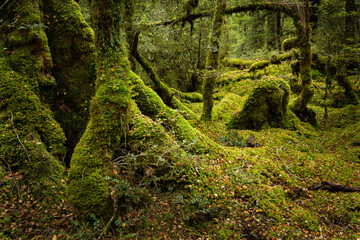 Moss covered deep forest at Lake Gunn Nature Walk, Fiordland National Park, New Zealand