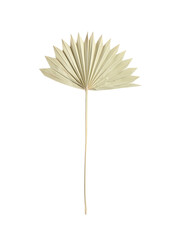Dry leaf of fan palm tree isolated on white