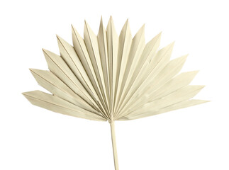 Dry leaf of fan palm tree isolated on white