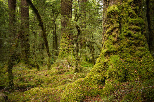 Moss covered mysterious red beech forest at Lake Gunn Nature Walk, Fiordland National Park, New Zealand © Janice