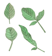 Watercolor wild Green leaves, Hand drawn field plants