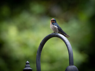 barn swallow (Hirundo rustica) or swift, lovely black bird with brown face perching on lamp over green blur background