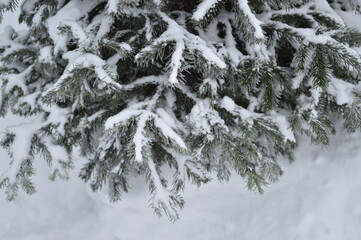 Winter branch of a Christmas tree, fir close-up.