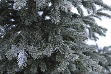 Winter branch of a Christmas tree, fir close-up.