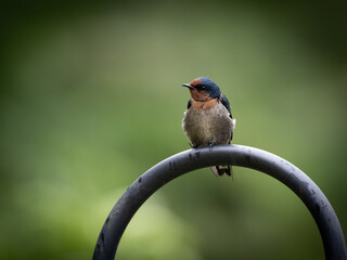 barn swallow (Hirundo rustica) or swift, lovely black bird with brown face perching on lamp over green blur background