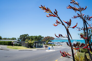 Native New Zealand Flax or Harakeke in flower at Takapuna beach, with out of focus cars parked at the carpark and people enjoying the summer.