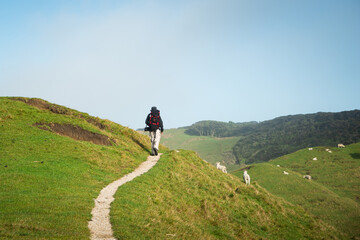 A backpacker walking on the farm track with sheep grazing on the green hills. Taken at Wharariki...