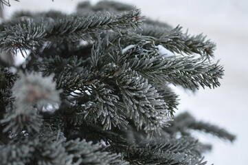 Winter branch of a Christmas tree, fir close-up.