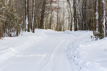 Snowy trail path in the winter coniferous forest.Cold winter snowy morning
