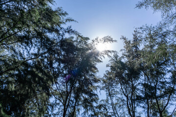 Beautiful forest in spring with bright sun shining through the trees. Singapore green forest