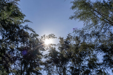 Beautiful forest in spring with bright sun shining through the trees. Singapore green forest