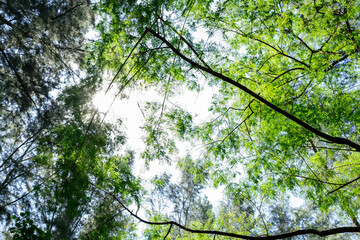 Beautiful forest in spring with bright sun shining through the trees. Singapore green forest
