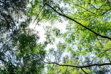 Beautiful forest in spring with bright sun shining through the trees. Singapore green forest