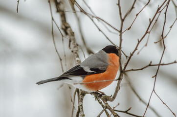 Naklejka premium Bullfinch (Pyrrhula pyrrhula) is a small gray songbird from the order of passerines with red breasts (in males) with gray breasts (females). Bullfinch on a tree branch close up