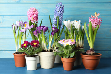 Different beautiful potted flowers on blue wooden table