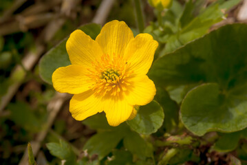 Marsh Marigold (Caltha palustris) Chowiet Island, Semidi Islands, Alaska, USA