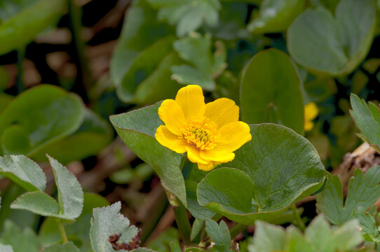 Marsh Marigold (Caltha palustris) Chowiet Island, Semidi Islands, Alaska, USA