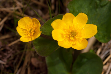 Marsh Marigold (Caltha palustris) Chowiet Island, Semidi Islands, Alaska, USA