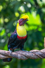 Fototapeta na wymiar Bird with open bill, Chesnut-mandibled Toucan sitting on the branch in tropical rain with green jungle in background. Wildlife scene from nature.