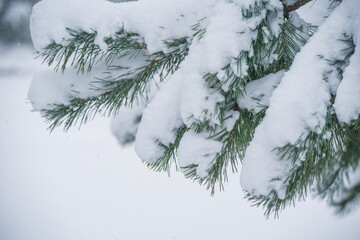 Branches of a fir Christmas tree in the snow in the winter forest