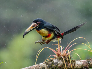 Fiery-billed Aracari - Pteroglossus frantzii is a toucan, a near-passerine bird. It breeds only on the Pacific slopes of southern Costa Rica and western Panama