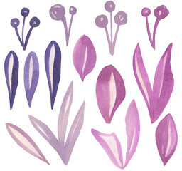 Watercolor viloet purple floral illustration, Leaf and berries.