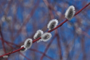 Long-leaved Violet Willow (Salix acutifolia) in the wild, Moscow region, Russia
