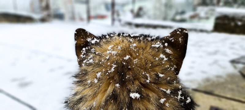 Alaskan Malamute Dog  during a winter snowing day in Italy.  Domestic animal pictures , Alaskan Malamute is similar to siberian Husky but bigger , more similar to a Wolf than to a dog. POV 