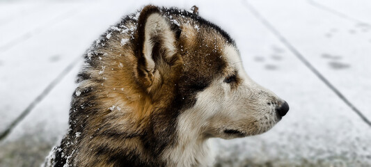 Alaskan Malamute Dog  during a winter snowing day in Italy.  Domestic animal pictures , Alaskan...