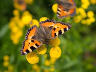 bright butterfly close up