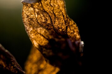 untergehende Abendsonne