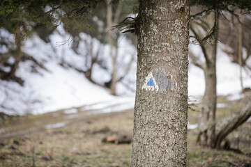 Details of a hiking trail sign on a fir tree in a forest from the Romanian Carpathian Mountains.