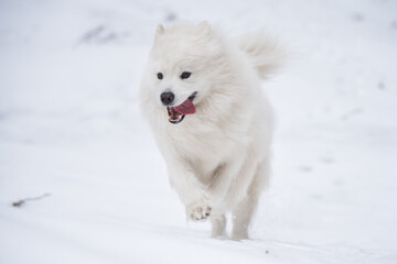 Naklejka premium Samoyed white dog is running on snow outside