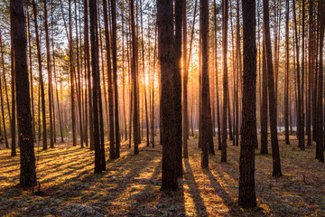 Sunrise in the spring pine forest with last snow. Sunbeams shining through the haze between pine...