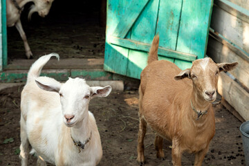 Domestic goats in the pen. Attentive and funny animals are raised by people for milk and meat. Selective focus, close-up. 