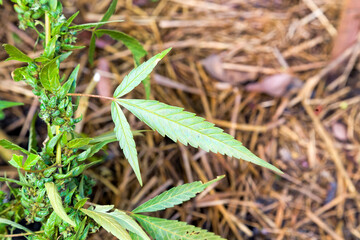 Hemp plants ready for harvesting in Queensland, Australia