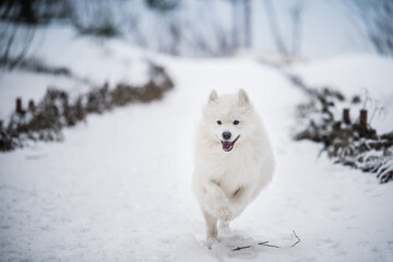 Samoyed white dog is running on snow outside