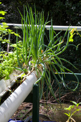 Spring onions growing in a hydroponic setup near Kuranda in Tropical North Queensland, Australia