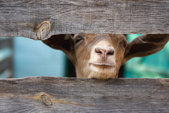 Goat's nose close up. Attentive and funny animals are raised by people for milk and meat. Selective focus, close-up.  - Powered by Adobe