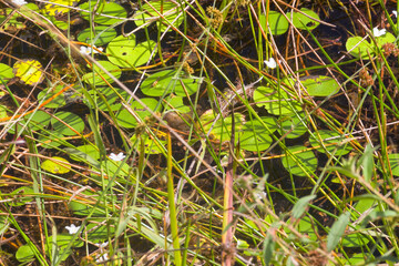 Snowflake lily growing in a lake on the Atherton Tableland in Tropical North Queensland, Australia