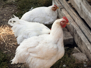 Three white broiler chickens outside. Poultry close-up portrait. 