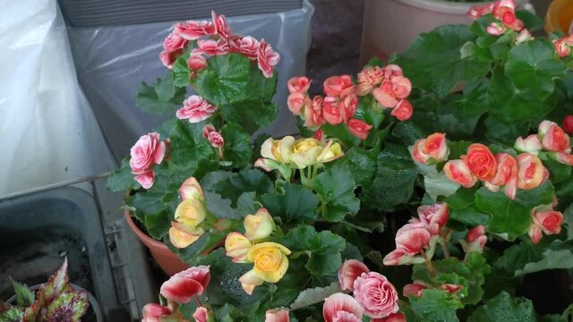 Reiger Begonia Flower
