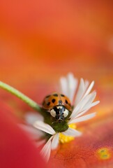 Marienkäfer sitzend auf einem Gänseblümchen
