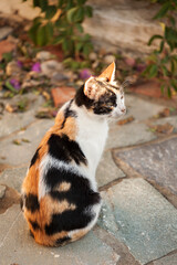 tricolor Greek cat in the rays of the dawn sun.
