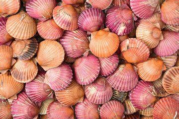 lots of scallop sea shells piled together background