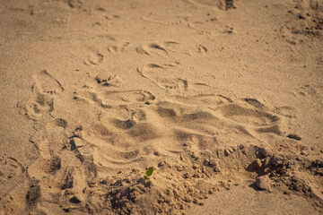background with children's footprints in the sand, selective focus